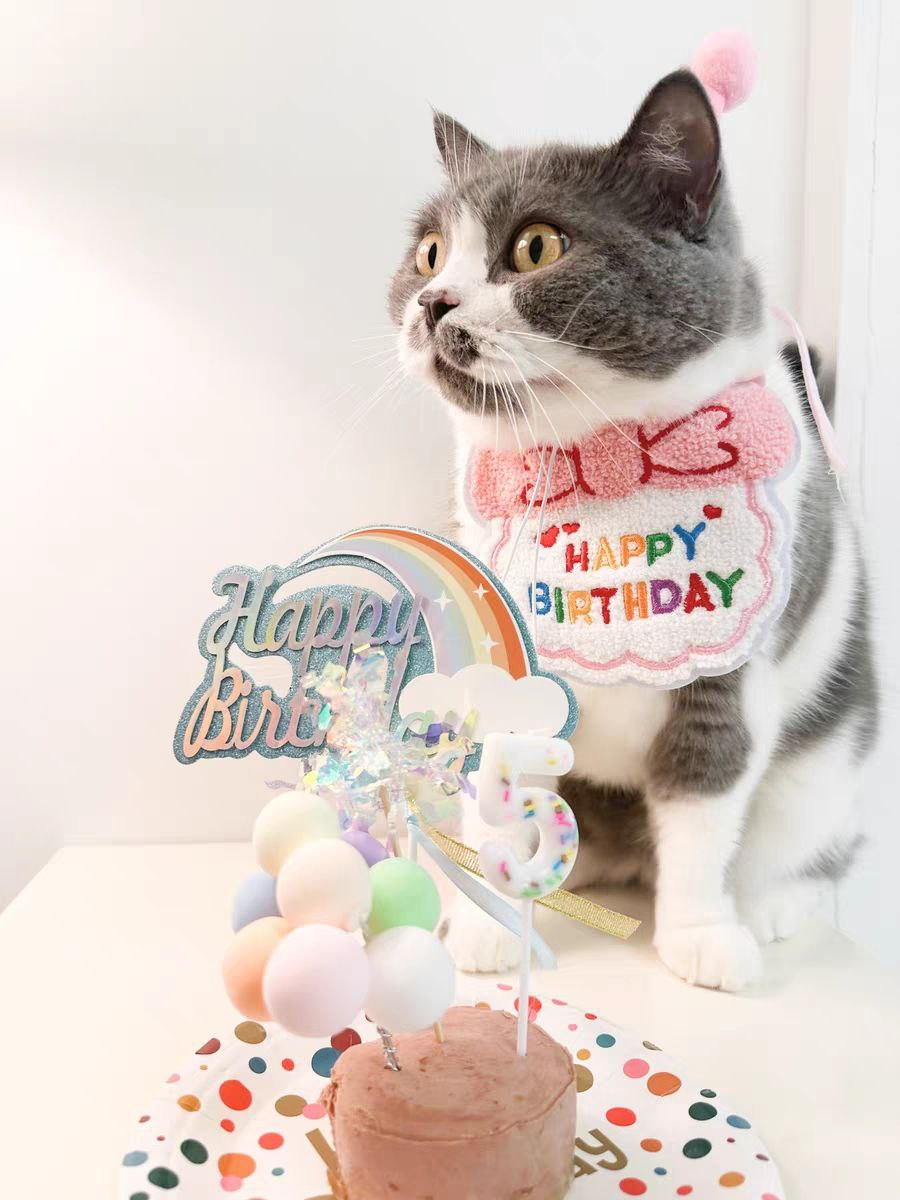 猫咪生日套装 生日分为饰品（不包含罐头）